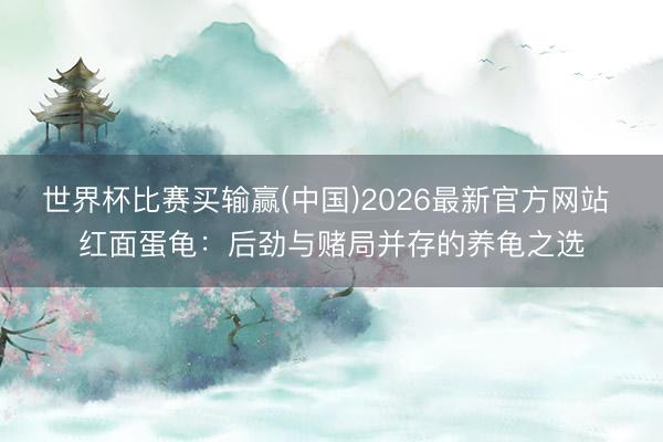 世界杯比赛买输赢(中国)2026最新官方网站 红面蛋龟：后劲与赌局并存的养龟之选